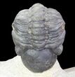 Crotalocephalina & Reedops Trilobites - (Special Price) #75775-10